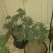 Blimburn and Premium Cultivars