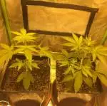 Auto White Siberian 