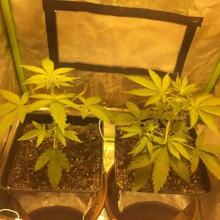Auto White Siberian 
