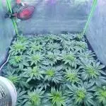 Critical la juana granel