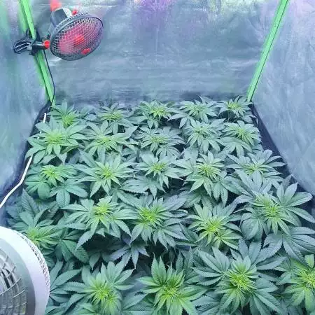 Critical la juana granel