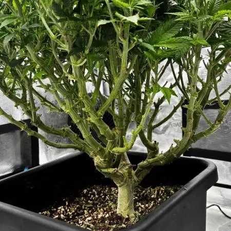 Road to tent filler