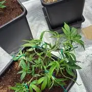 Candy Store Zkittlez x Tropicana Cookies