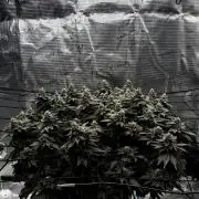 Permanent Marker Mainlining