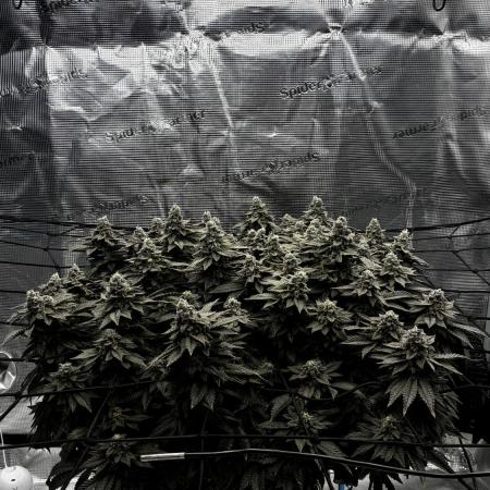 Permanent Marker Mainlining