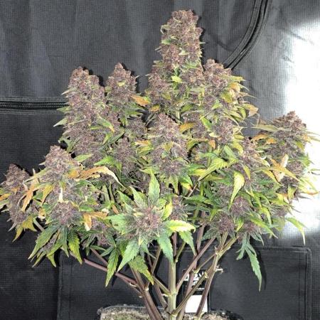 Testing new FastBuds genetics!