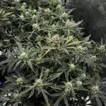 Frostbanger mixxed with Autopots and AN