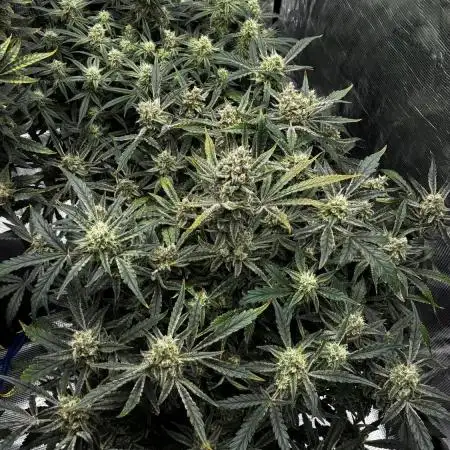 Frostbanger mixxed with Autopots and AN