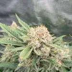 Testing new FastBuds genetics!