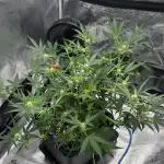 Trying out Autopots with FastBuds