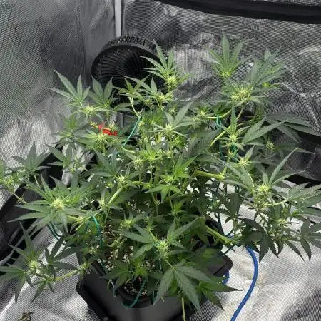 Trying out Autopots with FastBuds