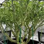 Road to tent filler