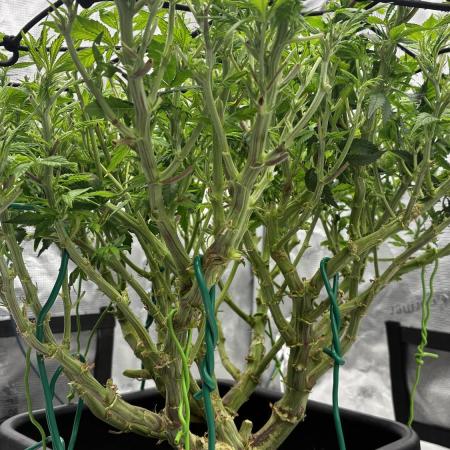 Road to tent filler