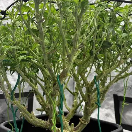 Road to tent filler