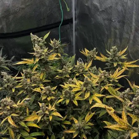 Gorilla Cookies Auto