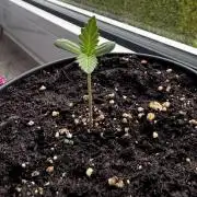 Experiment - 2l Balcony Cup