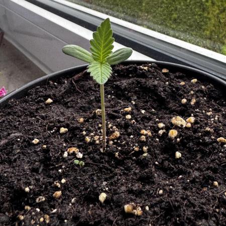 Experiment - 2l Balcony Cup