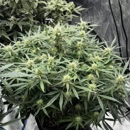 Frostbanger it is