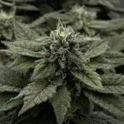 Permanent Marker Mainlining