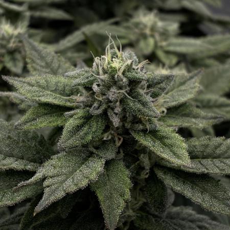 Permanent Marker Mainlining