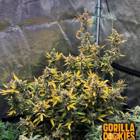 Gorilla Cookies Auto