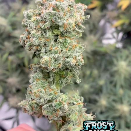 Frostbanger mixxed with Autopots and AN