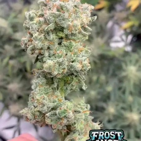 Frostbanger mixxed with Autopots and AN