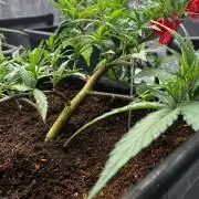 Candy Store Zkittlez x Tropicana Cookies