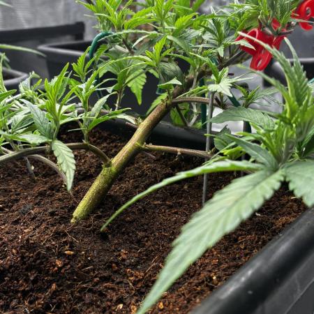 Candy Store Zkittlez x Tropicana Cookies