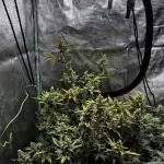 Gorilla Cookies Auto