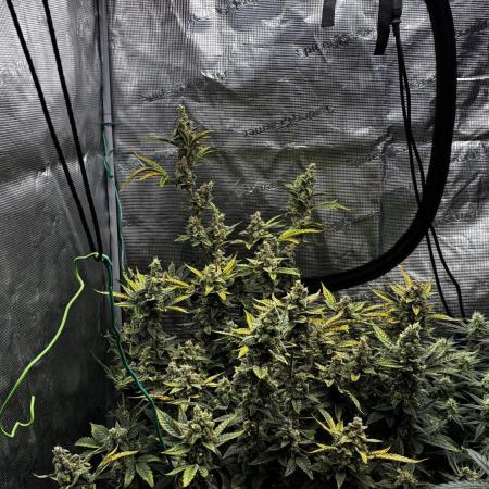 Gorilla Cookies Auto
