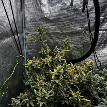 Trying out Autopots with FastBuds
