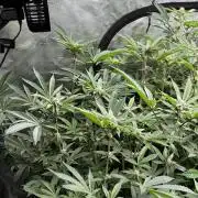 Clone Only run in the 4x4