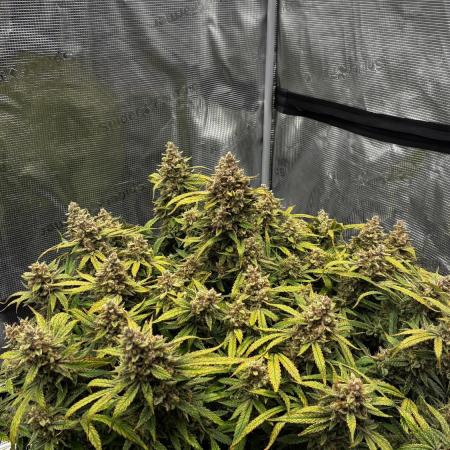 Frostbanger mixxed with Autopots and AN