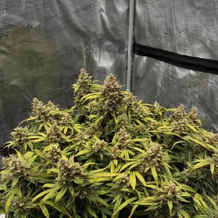 Frostbanger mixxed with Autopots and AN
