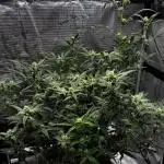 Trying out Autopots with FastBuds