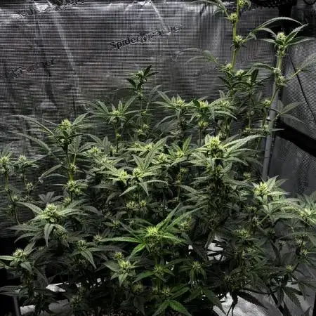 Trying out Autopots with FastBuds