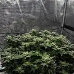 Permanent Marker Mainlining