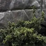 Trying out Autopots with FastBuds