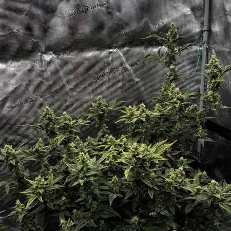 Trying out Autopots with FastBuds