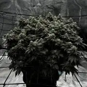 Permanent Marker Mainlining