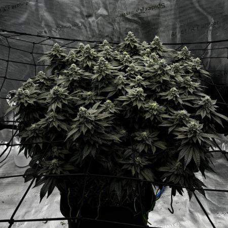 Permanent Marker Mainlining