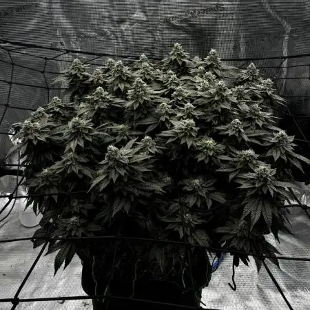 Permanent Marker Mainlining