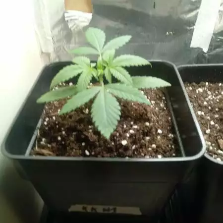 Killer Kush 2021 Sweet Seeds Indoor