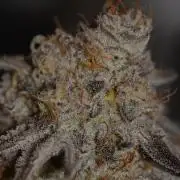 Dante's Inferno #8 Mile High Dave's Cut