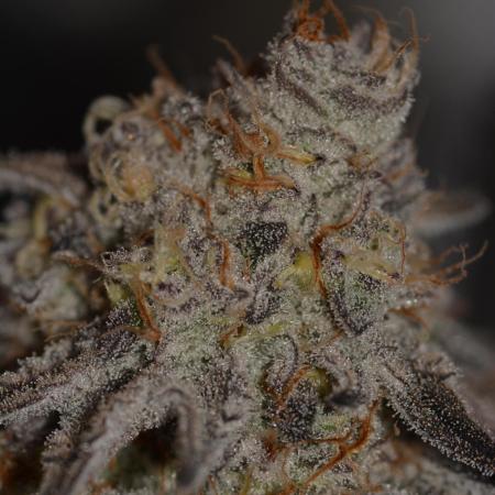 Dante's Inferno #8 Mile High Dave's Cut