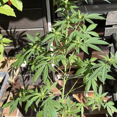 Bay Burger - Balcony Grow