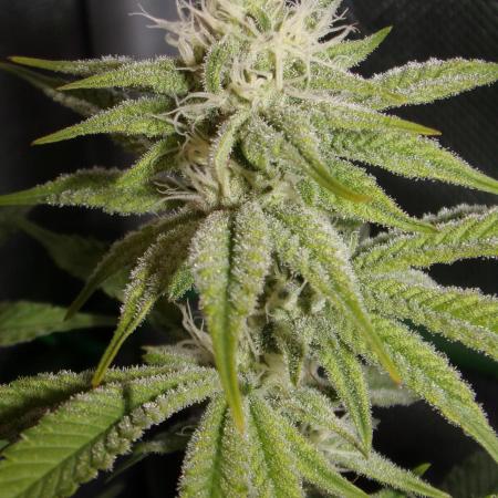 Frenchy's Lass (French Toast x Chimera #2)