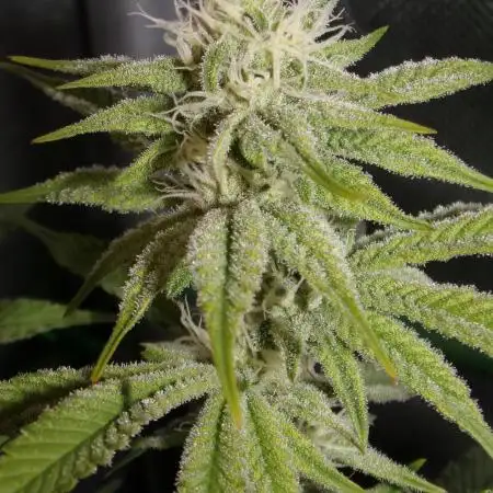 Frenchy's Lass (French Toast x Chimera #2)