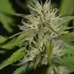 Strawberry Cola Sherbet F1 FV